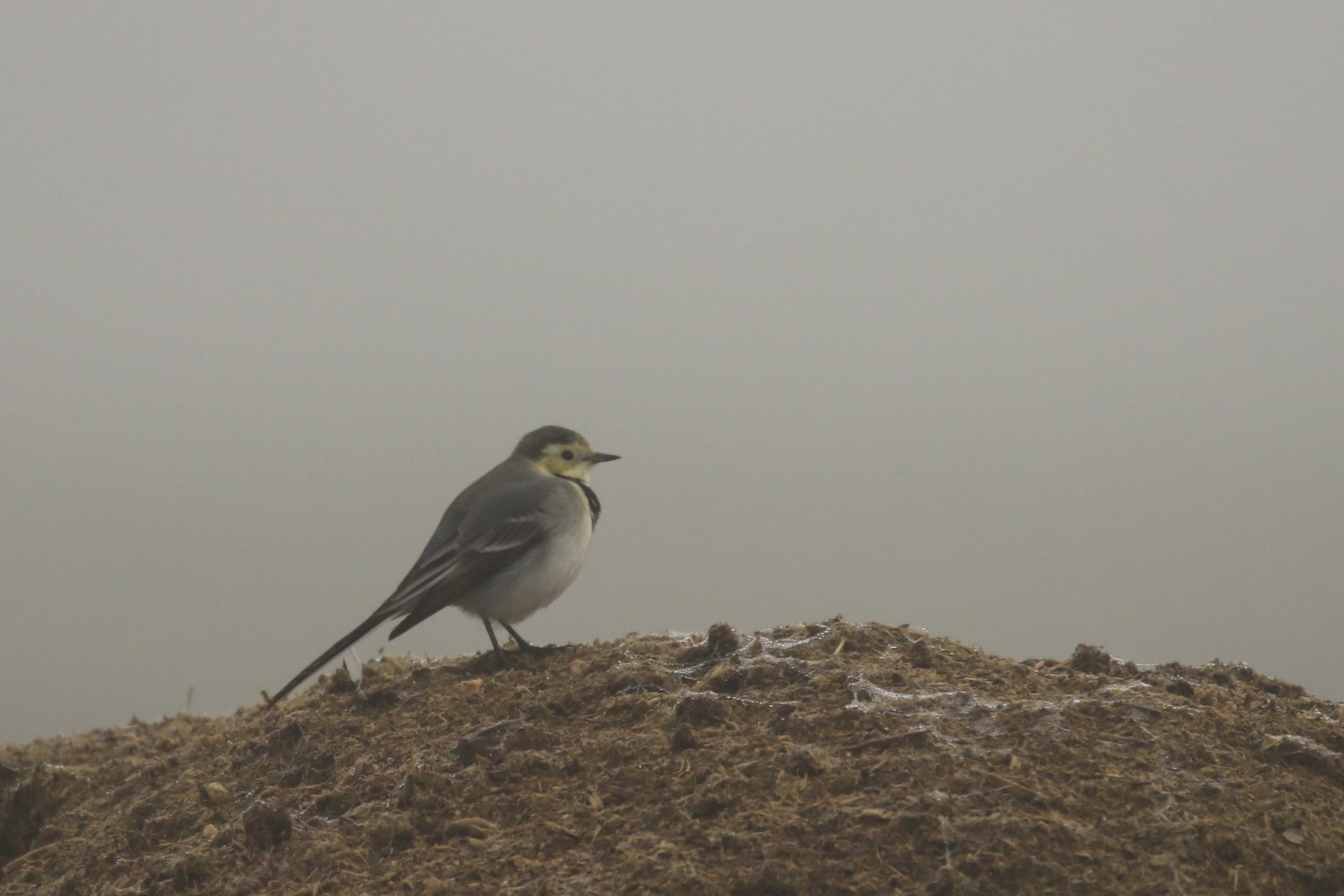 Ballerina bianca (Motacilla alba) ?   S !